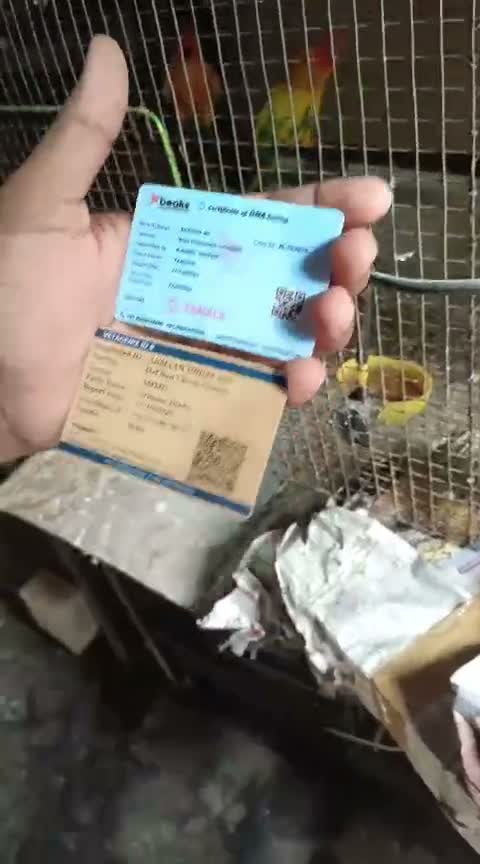 Emma Conure, farm video