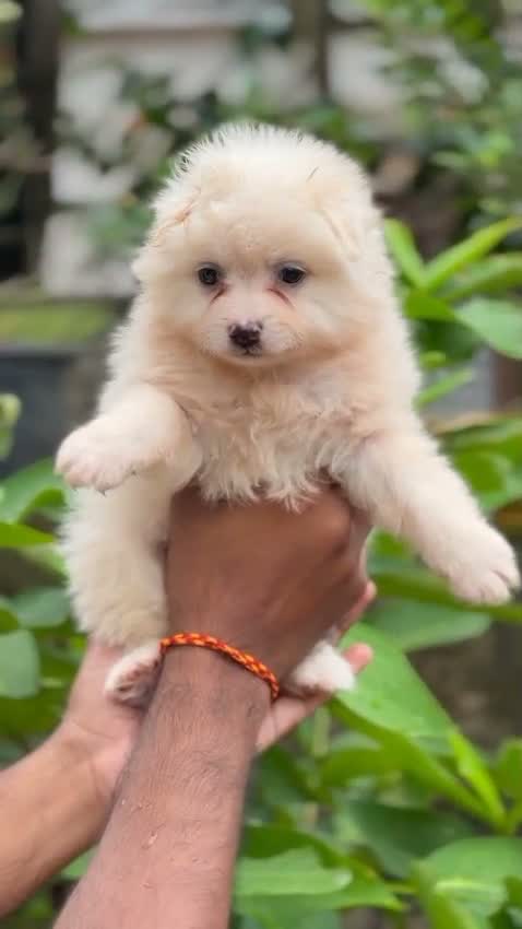 Culture Pom Puppy, farm video