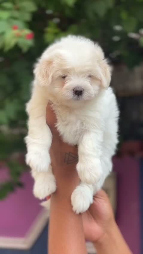 Maltese Puppy | White, farm video