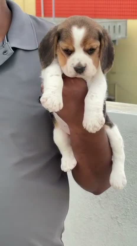 Beagle Black & Tan Puppy, farm video