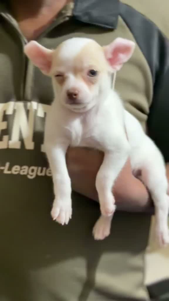 Chihuahua Puppy, farm video