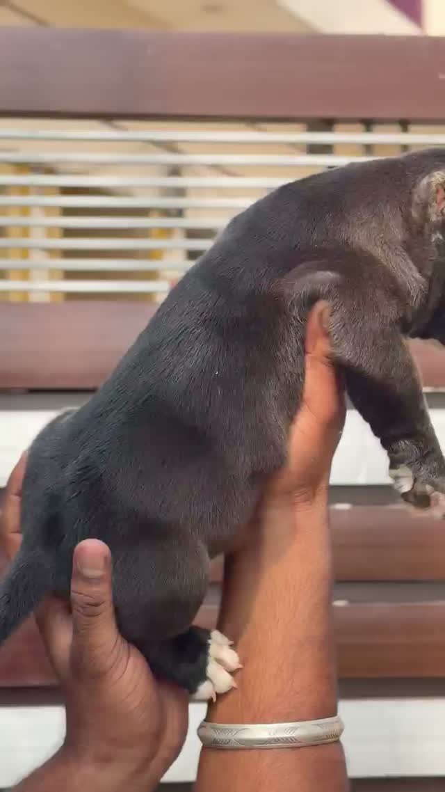 American Bully Pocket Size Puppy, farm video