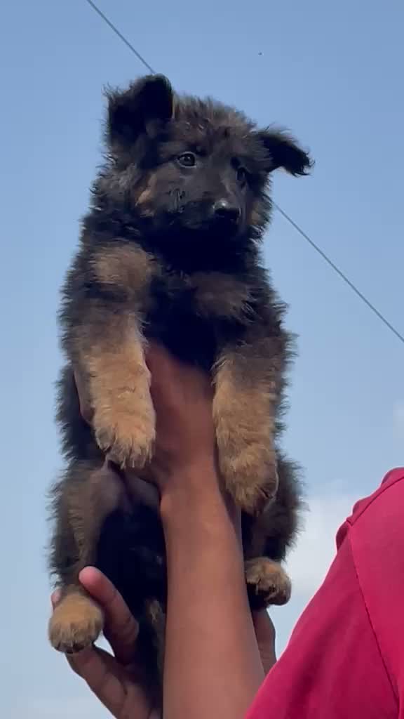 German Shepherd Puppy, farm video