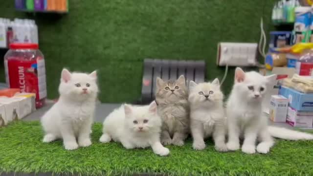 Persian, farm video