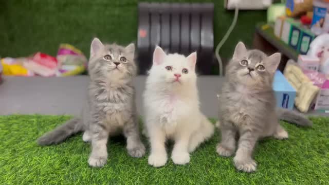 Persian, farm video
