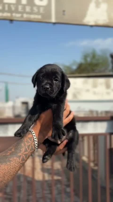 Beagle Black & Tan Puppy, farm video