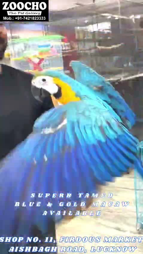 Blue & Gold Macaw, farm video