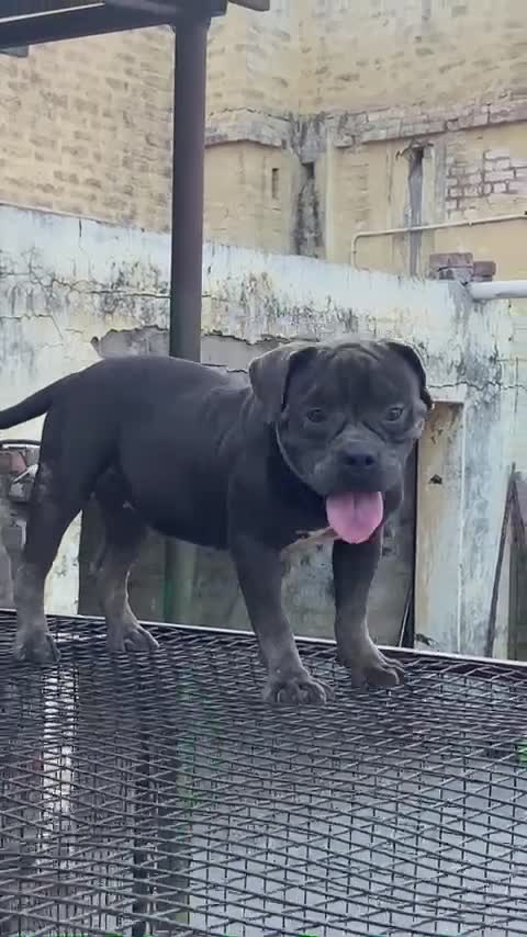 American Bully Pocket Size Puppy, farm video
