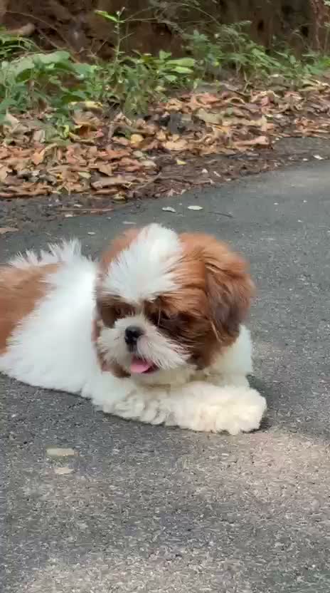 Shih Tzu | Black Color, farm video