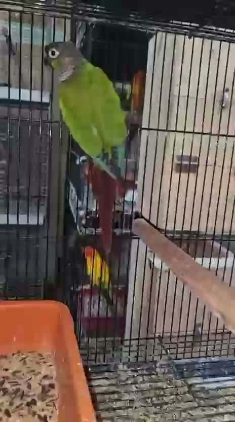 Emma Conure, farm video