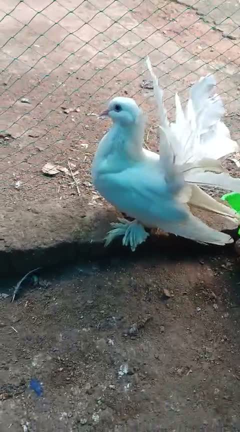 Homer Pigeon, farm video