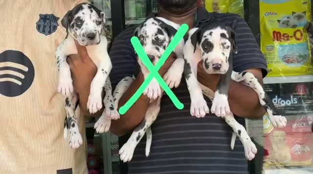 Great Dane Puppy, farm video