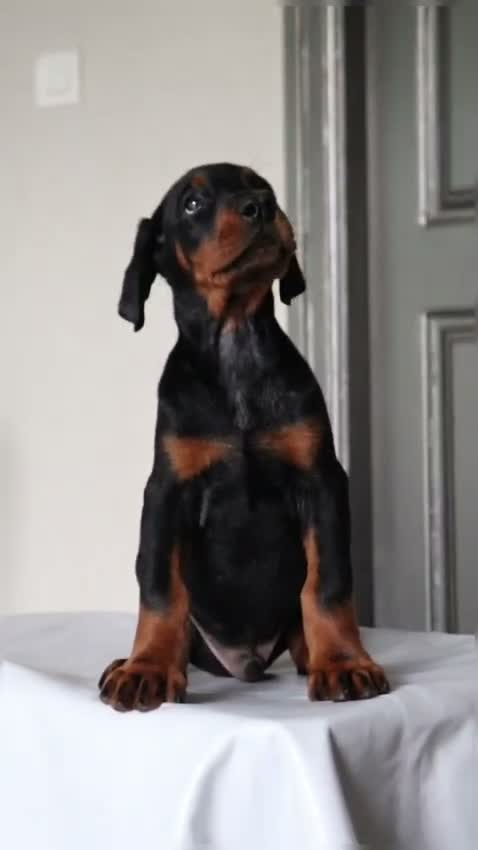 European Doberman Puppy, farm video