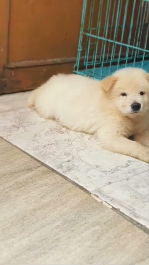 Chow Chow Puppies, farm video