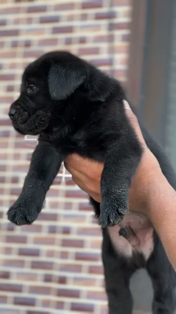 Beagle Black & Tan Puppy, farm video