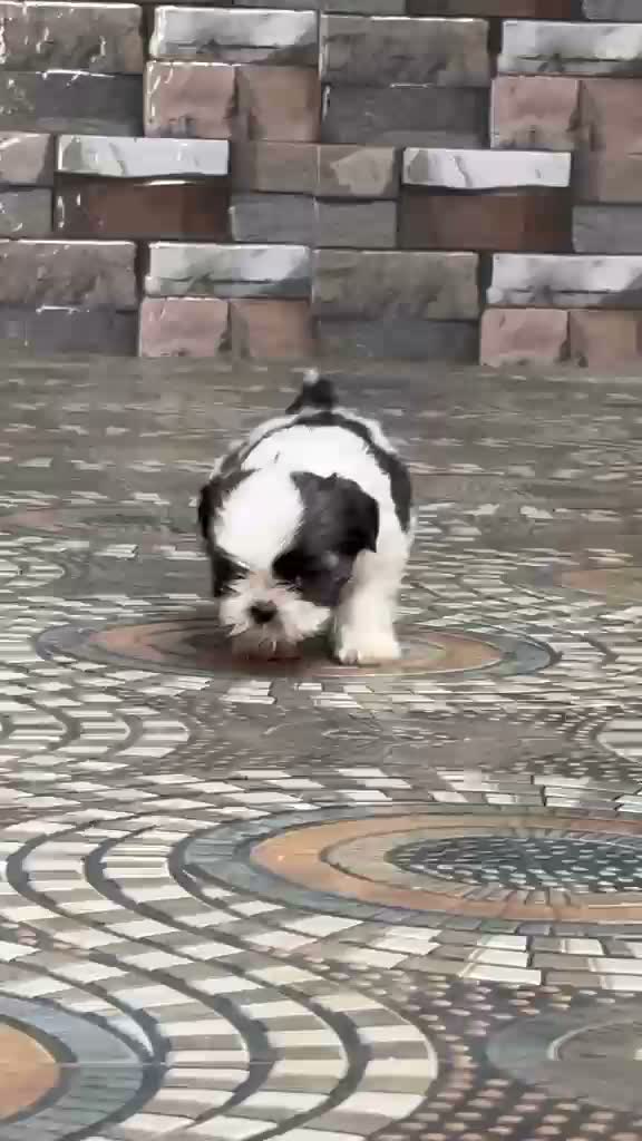 Shih Tzu | Black Color, farm video