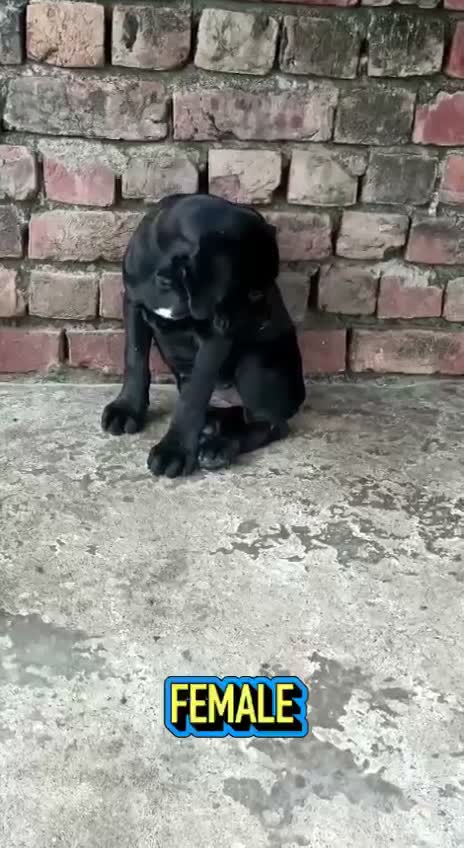 Cane Corso Puppy, farm video