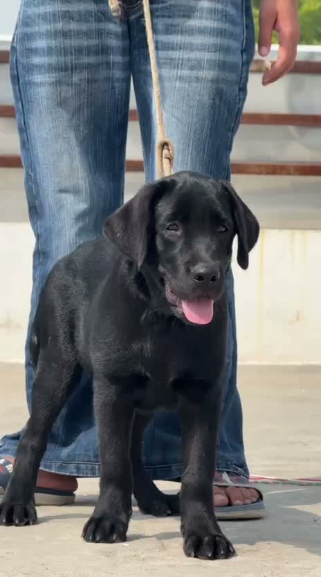 Beagle Black & Tan Puppy, farm video