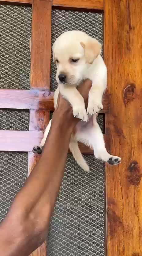 Beagle Black & Tan Puppy, farm video