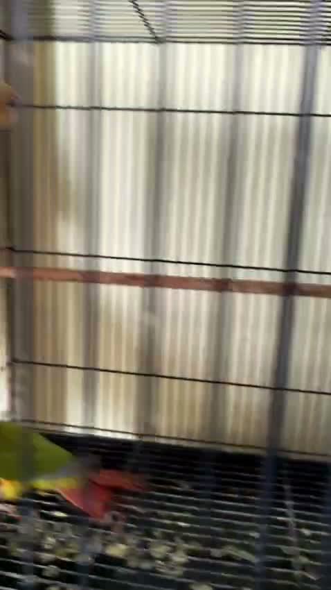 Pineapple Headed Conure, farm video