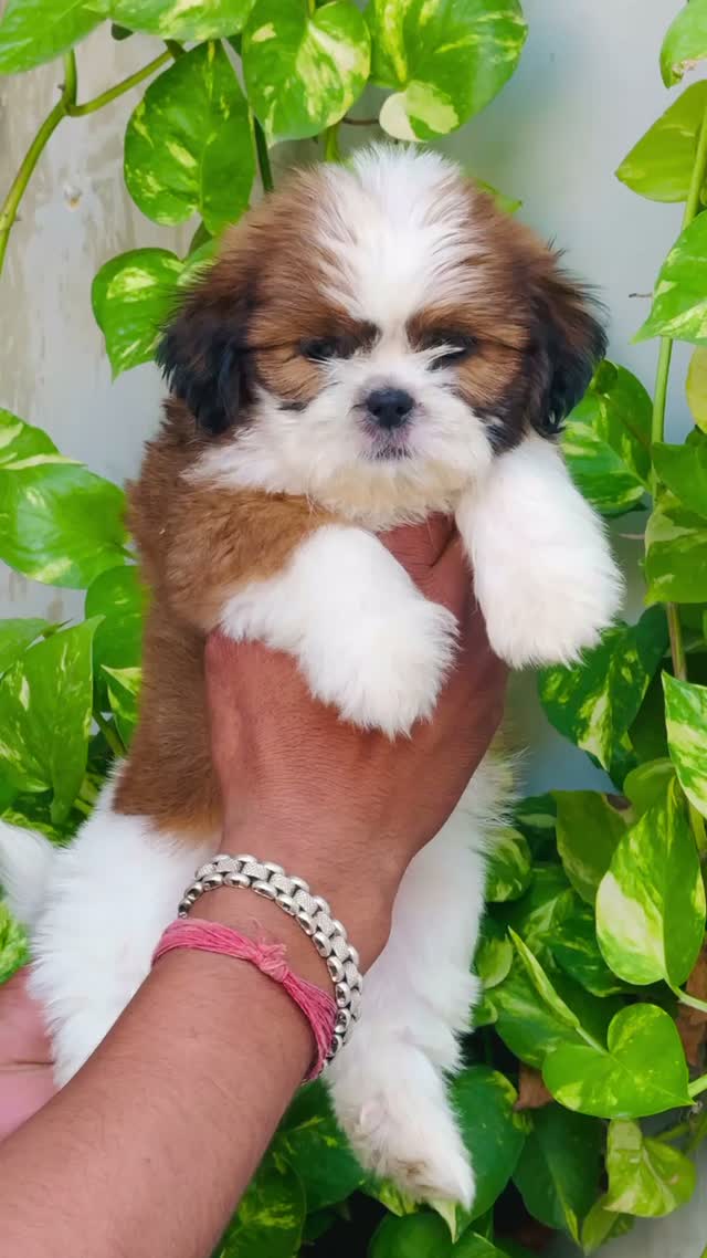 Shih Tzu | Black Color, farm video