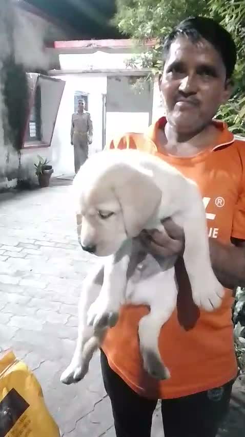 Beagle Black & Tan Puppy, farm video