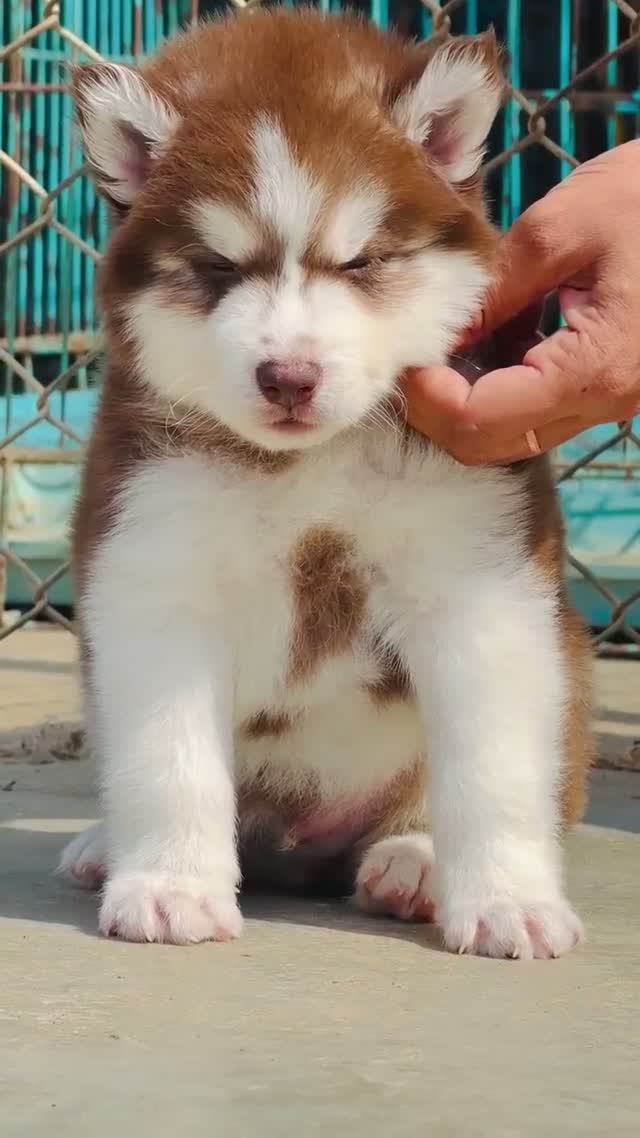 Siberian Husky Puppy | Black & White Color, farm video