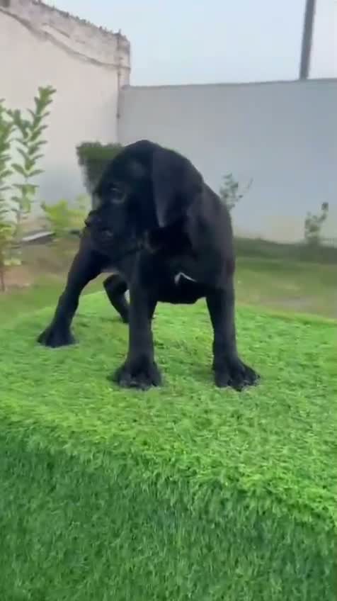Cane Corso Puppy, farm video