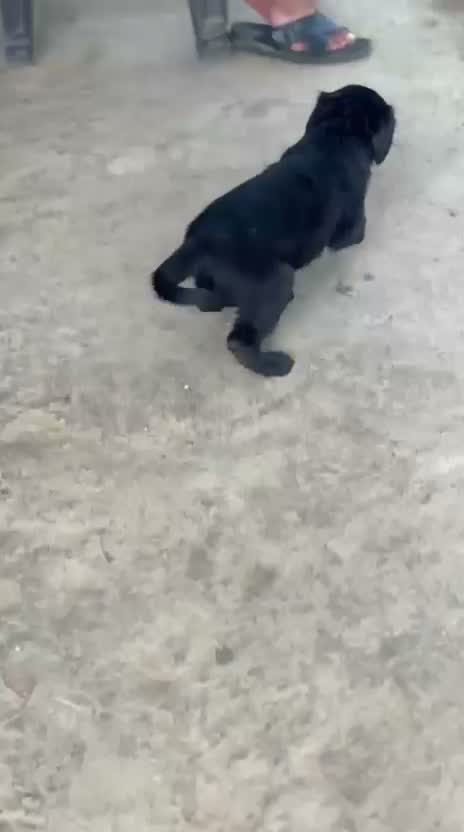Beagle Black & Tan Puppy, farm video