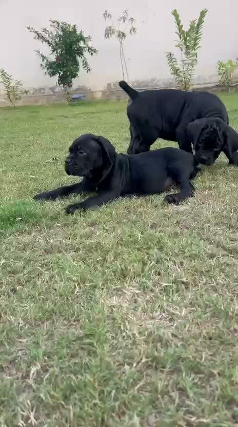 Cane Corso Puppy, farm video