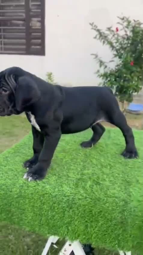 Cane Corso Puppy, farm video