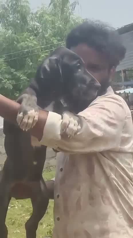 Great Dane Puppy, farm video