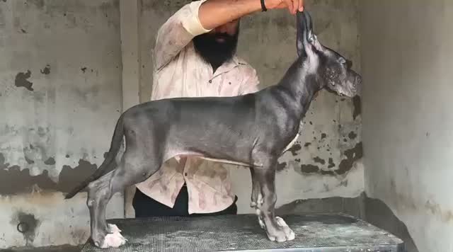 Great Dane Puppy, farm video