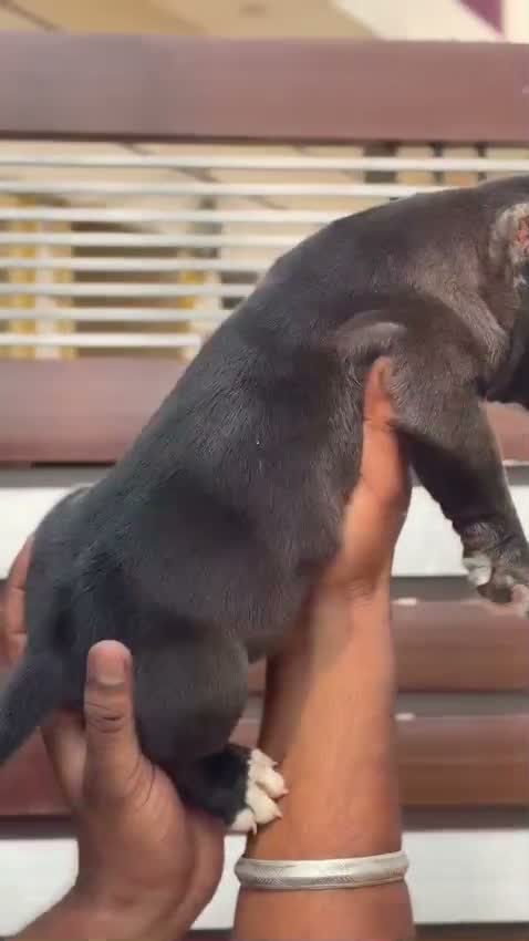 American Bully Pocket Size Puppy, farm video