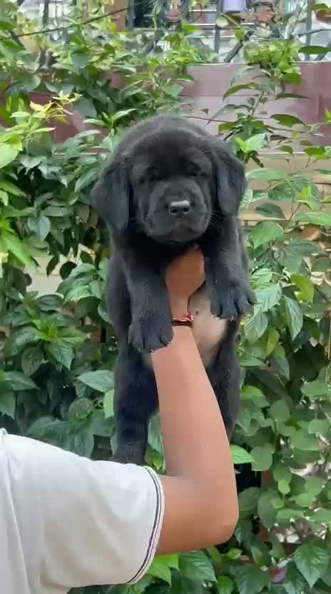 Beagle Black & Tan Puppy, farm video