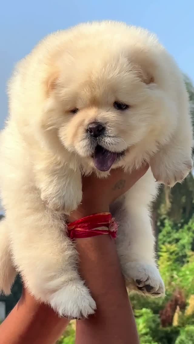Chow Chow Puppies, farm video