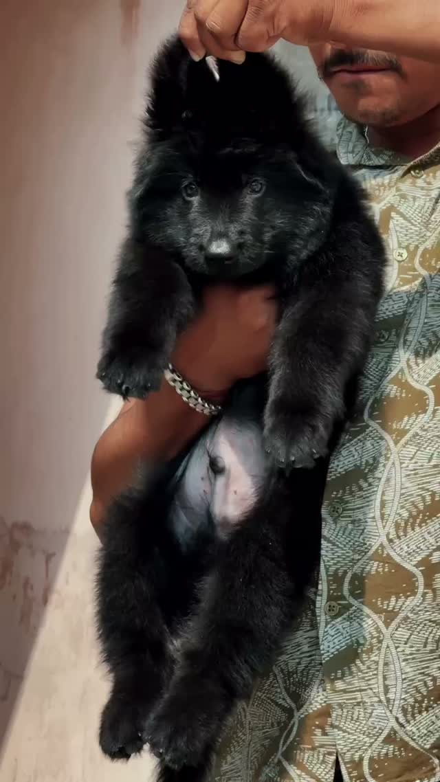 German Shepherd Puppy, farm video