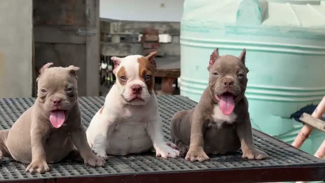American Bully Pocket Size Puppy, farm video
