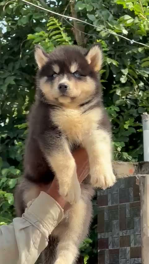 Siberian Husky Puppy | Black & White Color, farm video
