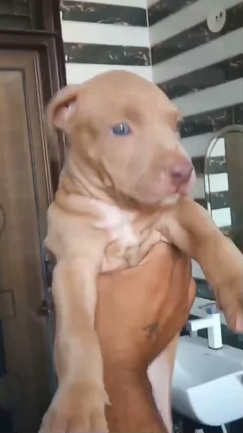 American Bully Pocket Size Puppy, farm video