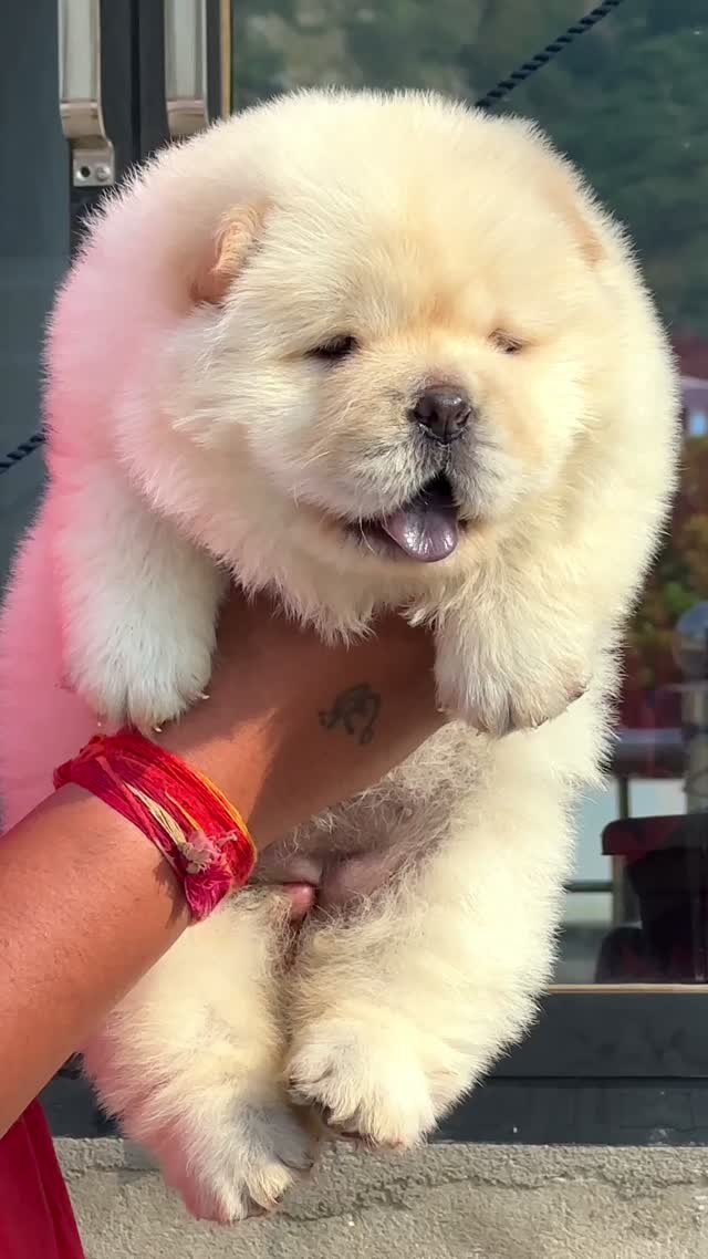 Chow Chow Puppies, farm video