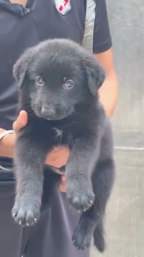 German Shepherd Puppy, farm video