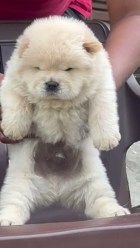 Chow Chow Puppies, farm video