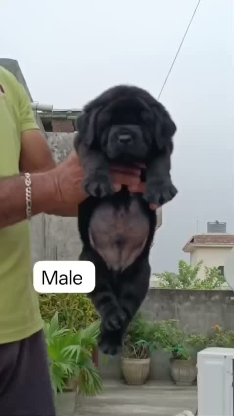 Beagle Black & Tan Puppy, farm video