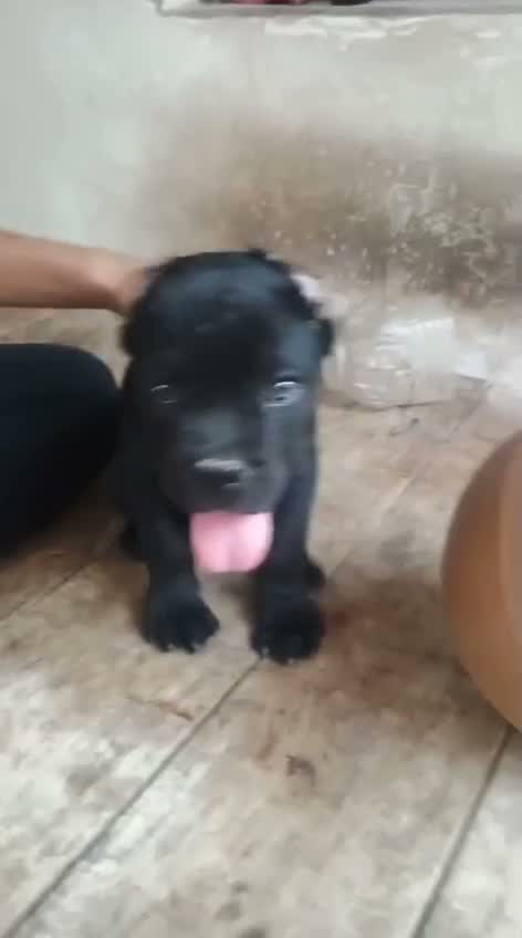 Cane Corso Puppy, farm video