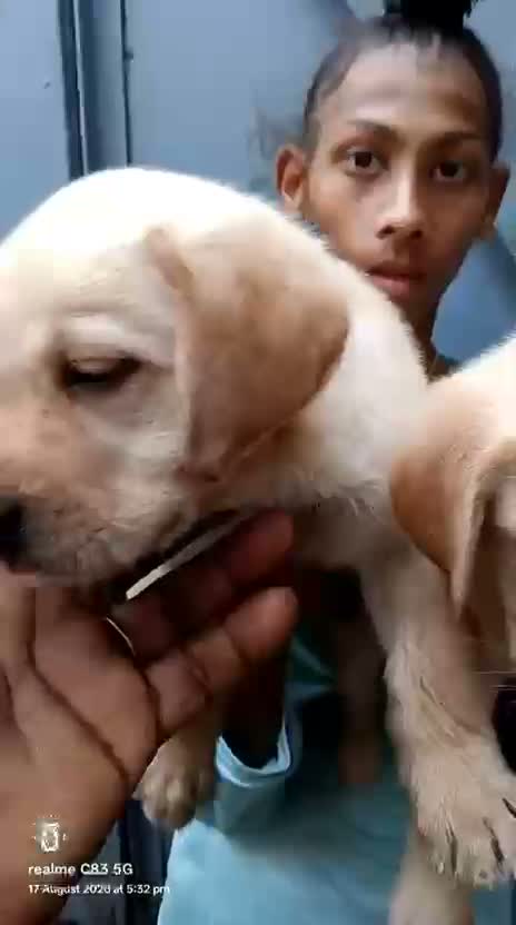 Beagle Black & Tan Puppy, farm video