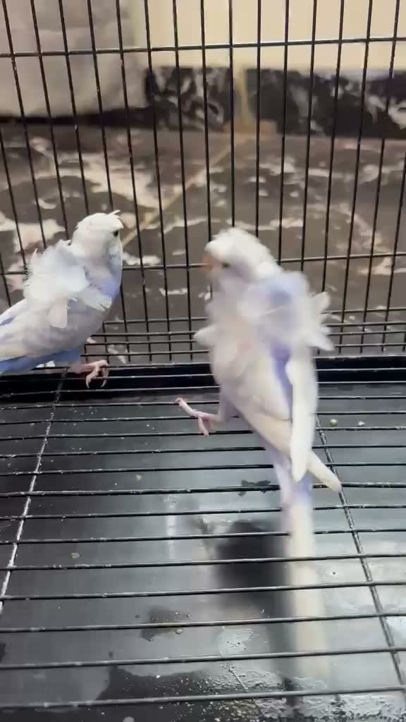 Hogoromo Budgies, farm video