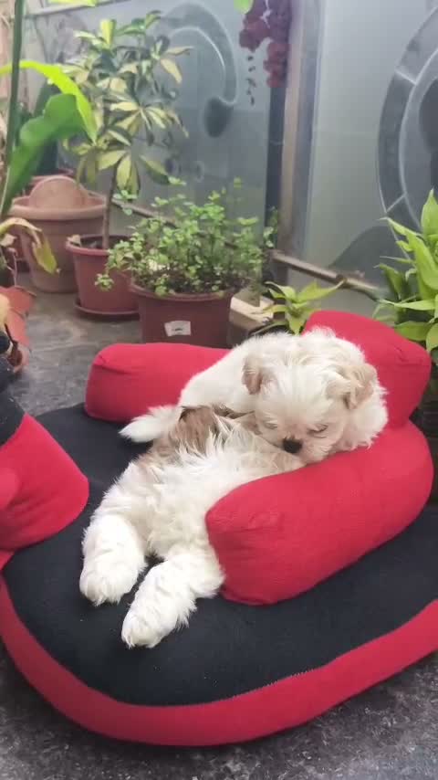 Shih Tzu | Black Color, farm video