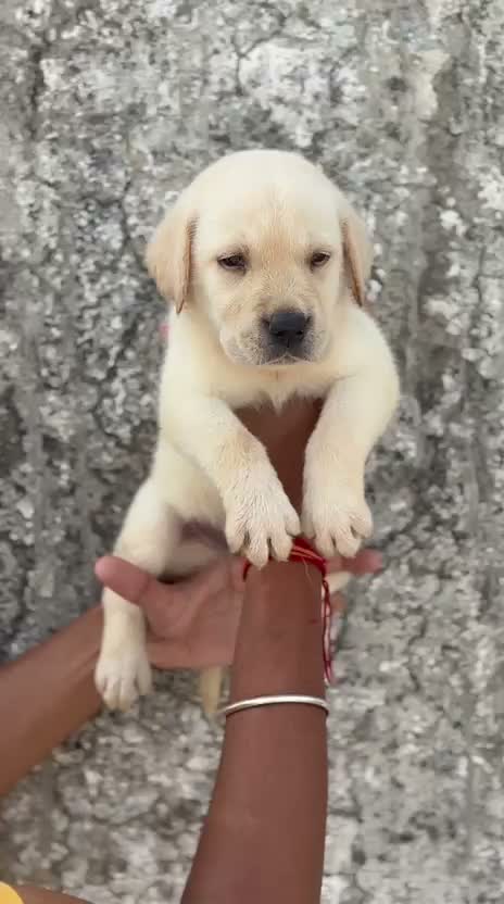 Beagle Black & Tan Puppy, farm video