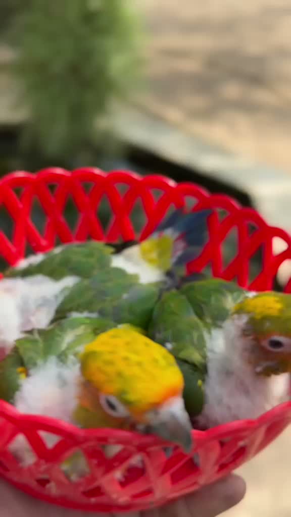 Emma Conure, farm video